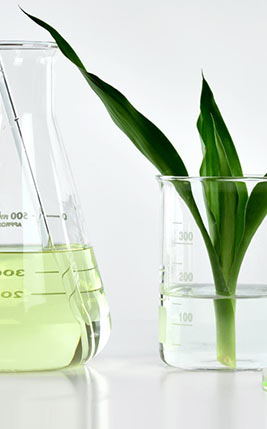 Flasks and beakers with plant leaves and light green liquid.