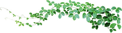 Ornamental vine leaves